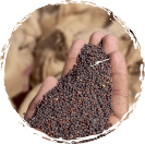 Seeds sourced through various markets like Disa, Amreli, Tiptur, Rajkot, Latur, Vijapur etc.